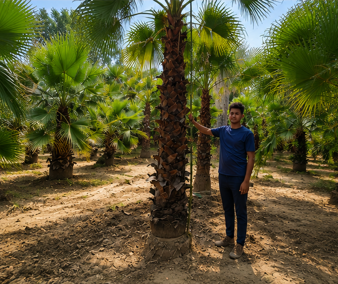 Palm Tree by Total Green Solutions